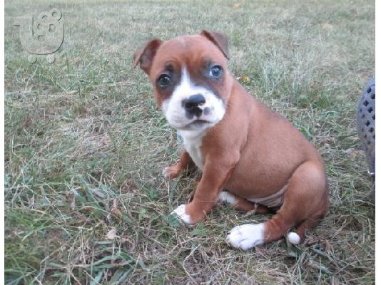 PoulaTo: Staffordshire B