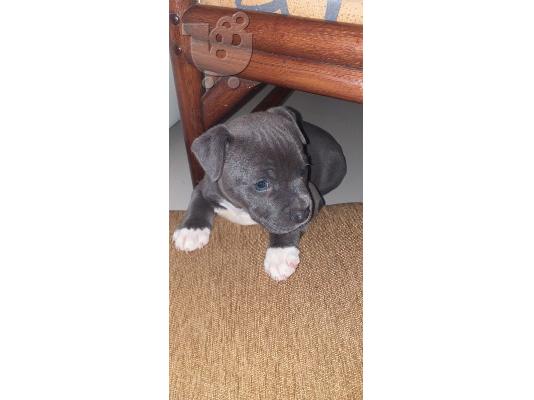 American Staffordshire Terrier BLUE LINE