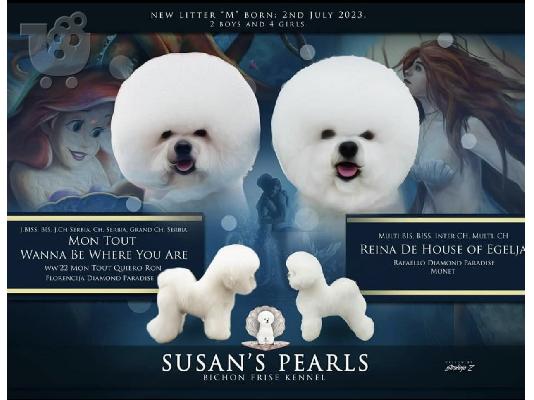 Bichon Frize κουτάβι