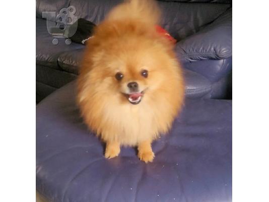 Pomeranian BOO Κουτάβια TOP Class