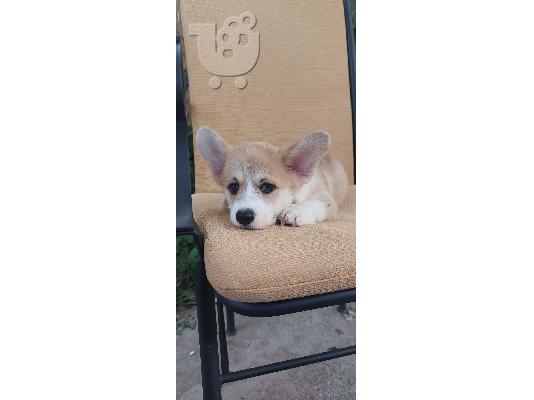 Pembroke Welsh Corgi κουτάβια