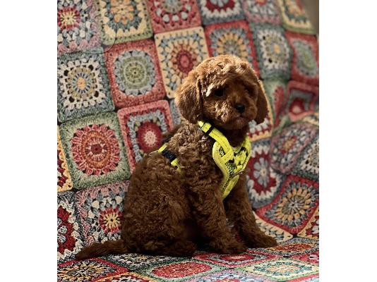 Κουτάβια Toy Poodle προς πώληση