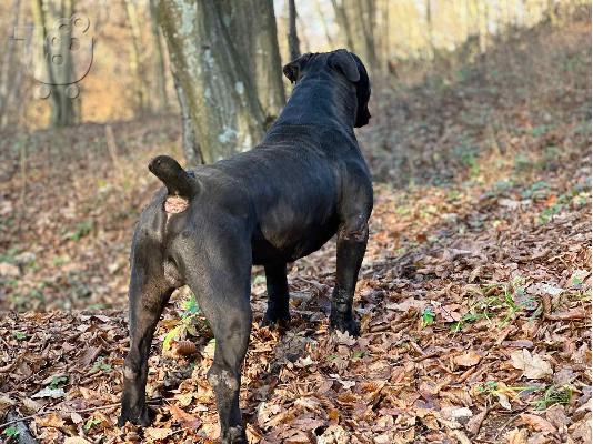 Νότιο Αφρικανικό Μαστίφ – Boerboel Κουτάβια