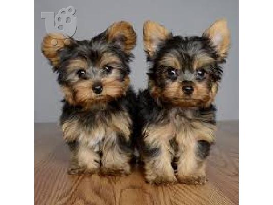 Yorkshire Terrier Mini