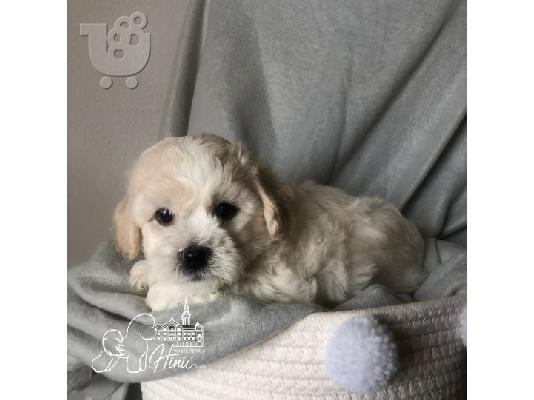Bichon Frize κουτάβια