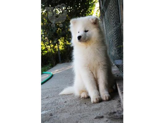 PoulaTo: Samoyed όμορφο κουτάβι