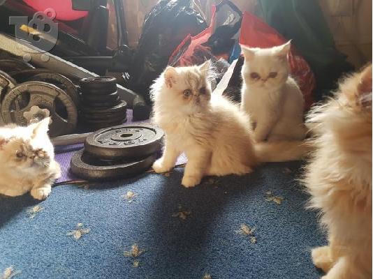 PoulaTo: Adorable Babies Persians kittens