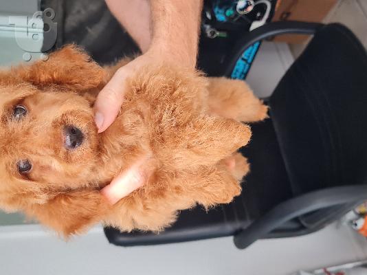 PoulaTo: Maltipoo