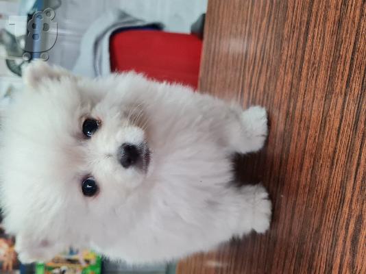 PoulaTo: Spitz mini white