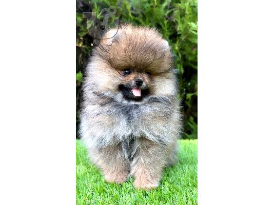 Αρσενικά Pomeranian (BOO).