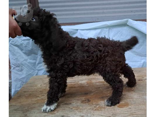 Lagotto Romagnolo κουτάβια