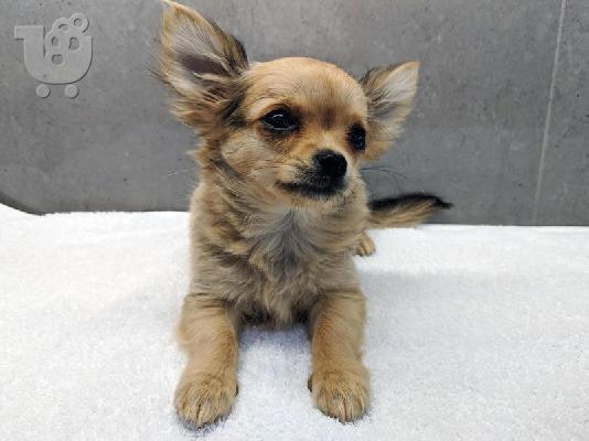 PoulaTo: Chihuahua psi i štenad kontaktirajte me preko