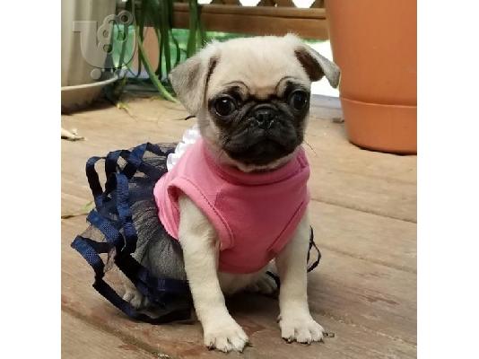 PoulaTo: Ειδικά μικρά Pug κουτάβια
