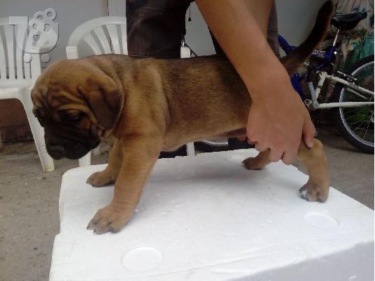 Presa Canario