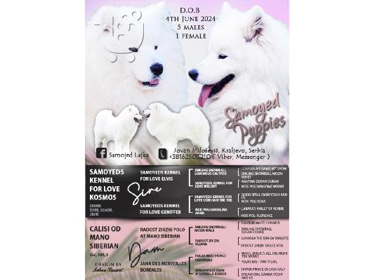 PoulaTo: Samoyed κουτάβια
