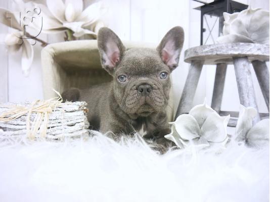 PoulaTo: Γαλλικά κουτάβια μπουλντόγκ [ French Bulldog ]