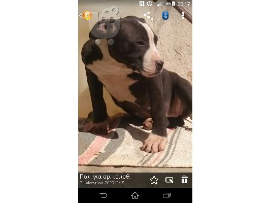 PoulaTo: POLOUNTAI PITBULL