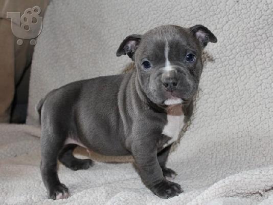 PoulaTo:  Francuski buldog dostupan za prodaju kontaktirajte me preko (whatsapp 32460219218) ili (viber 237679571657)