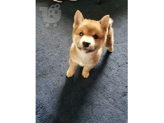 PoulaTo: Κουτάβι Shiba Inu