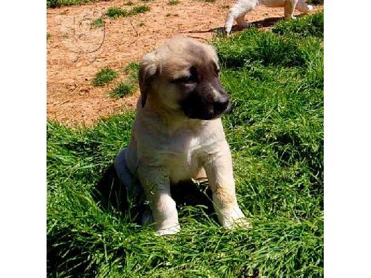 Anatolian Shepherd