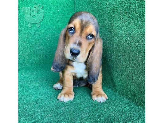 Basset hound