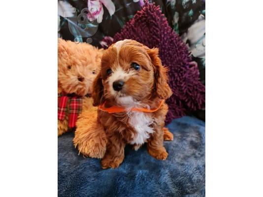 Όμορφα κουτάβια Cavapoo