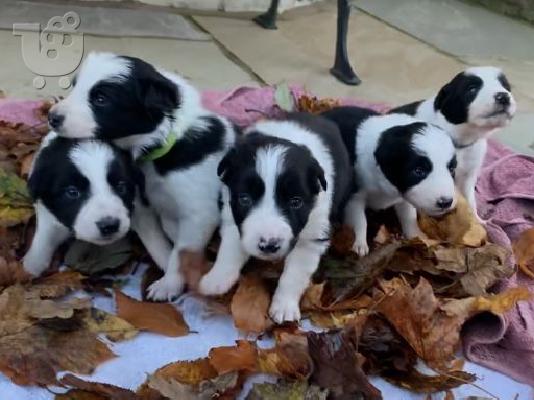 PoulaTo: Όμορφα κουτάβια Border Collie