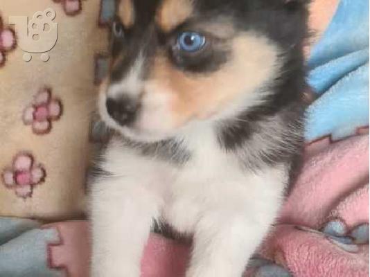 ΚΑΤΑΠΛΗΚΤΙΚΗ ΑΓΑΠΗ POMSKY PU [PPY SVSILSBLE