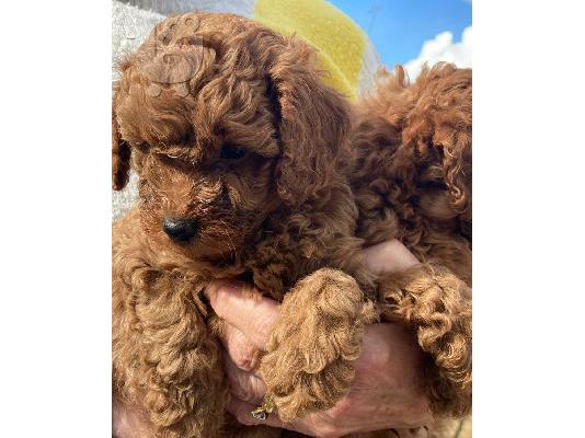 Λατρευτά κουτάβια poodle που αναζητούν για πάντα σπίτια....