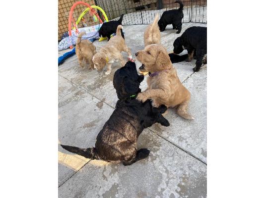 Παιχνιδιάρικα και καταπληκτικά κουτάβια Goldendoodle προς πώληση...