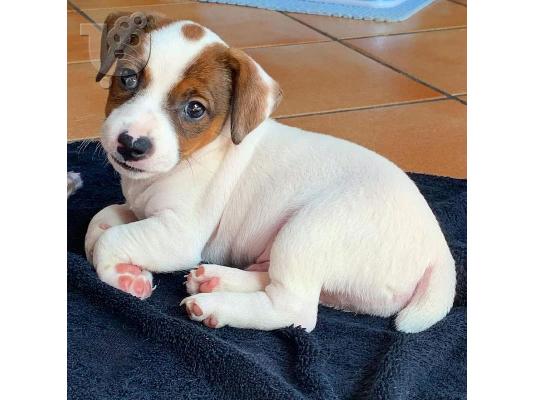 Jack Russell Terrier κουτάβια