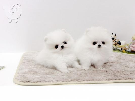 PoulaTo: πομερανικό κουτάβια /  pomeranian  mini