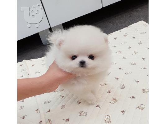 PoulaTo: Boo Mini Pomeranian