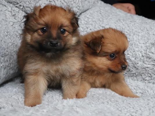 PoulaTo: POMERANIAN