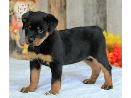 PoulaTo: Ειδικά μικρά κουτάβια Rottweiler