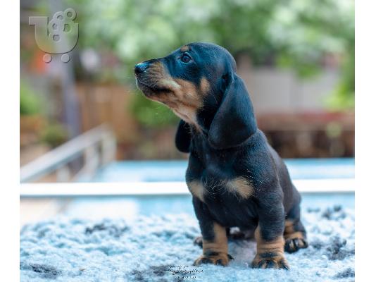 Dachshund κουτάβια προς πώληση