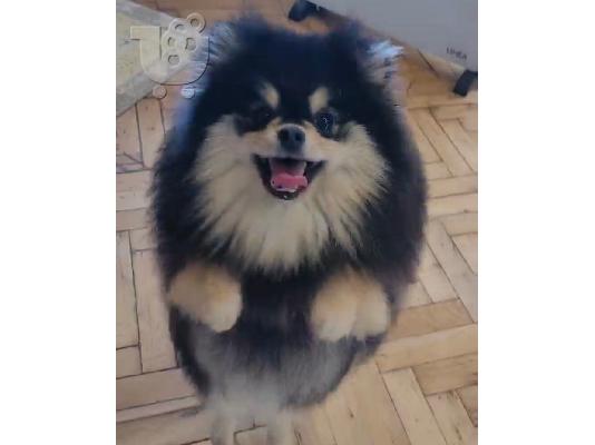 Pomeranian Spitz κουτάβια
