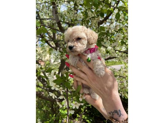 Maltipoo κουτάβια + δώρο
