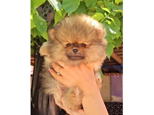 Pomeranian Spitz κουτάβια