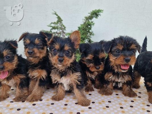 Κουτάβια Yorkie terrier