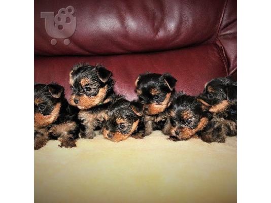 PoulaTo: Όμορφο Yorkshire Terrier έτοιμο για υιοθέτηση
