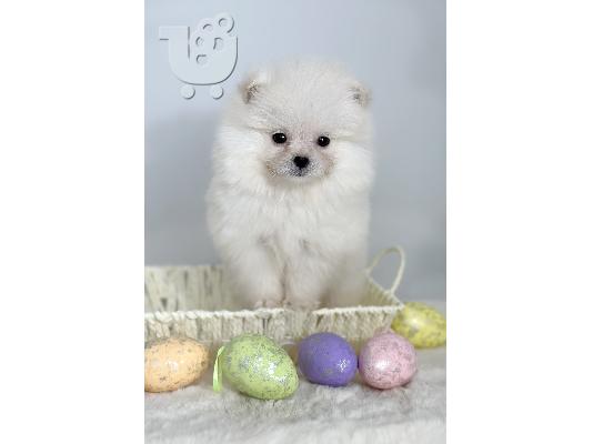 PoulaTo: Pomeranian (BOO), καθαρόαιμο, νάνος (παιχνίδι)