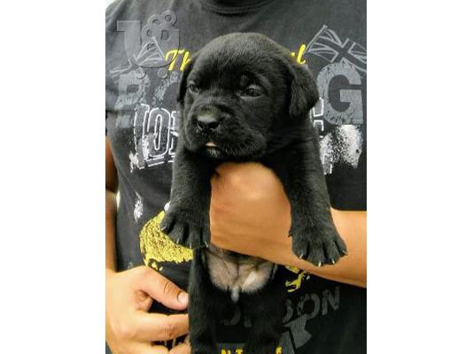 Κουτάβια Cane Corso