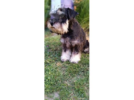 Μινιατούρα Schnauzer κουτάβια