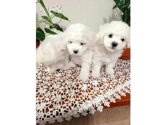 γεμάτα γενεαλογικά κουτάβια kc reg bichon frize,