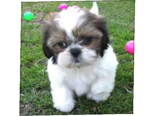 PoulaTo: αγαπημένη αυτή τη θέση Όμορφο κουτάβι AKC Shih Tzu