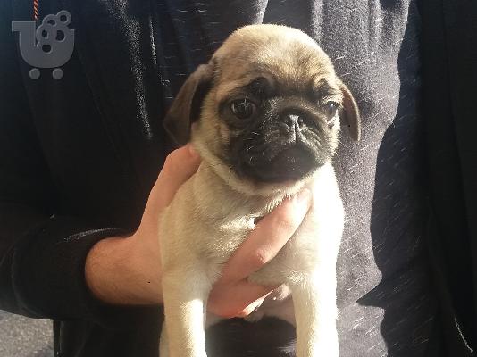 PoulaTo: Pug