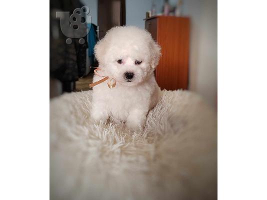 Bichon Frize κουτάβι προς πώληση