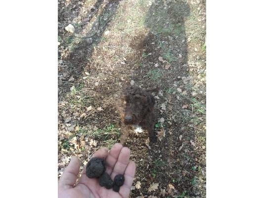 PoulaTo: τρουφόσκυλο lagotto