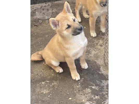 Shiba inu κουτάβια